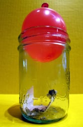 Air Pressure Science Experiment: Balloon and a Jar