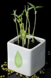 The Effect of Caffeine on Plant Growth