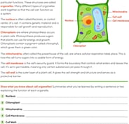 Cell Organelles