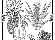 Pineapple in Spanish