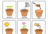 Plant Life Cycle Flash Cards