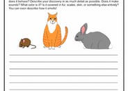 Creative Writing: Animal Antics