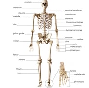 Human Skeletal System