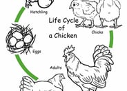 Chicken Life Cycle Worksheet