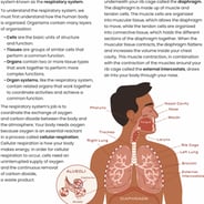 The Respiratory System