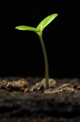 How Light Affects Plant Growth