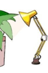 Plants Help Keep a House Cool!