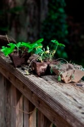 Plants Need Sunlight and Water 