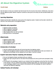 All About the Digestive System