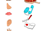 Sort Out the Five Senses