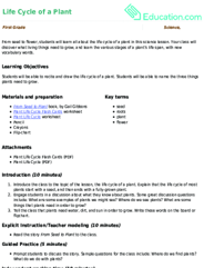 Life Cycle of a Plant